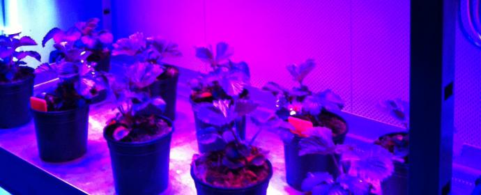 De Groenten uit Amsterdam (c) Plantlab 2011 De Groenten uit Amsterdam (c) Plantlab 2011